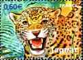 Jaguar de Guyane(Panthera onca)