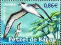 Petrel de Barau ou Taille-vent.( Pterodroma baraui).  