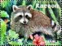 Racoon(Procyon minor)
