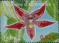 orchidée d'Aphrodite