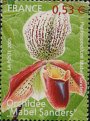 orchidée Mabel Sanders