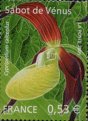 orchidée sabot de Vénus